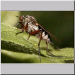 Empis opaca - Tanzfliege 03.jpg